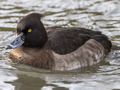 Tufted Duck